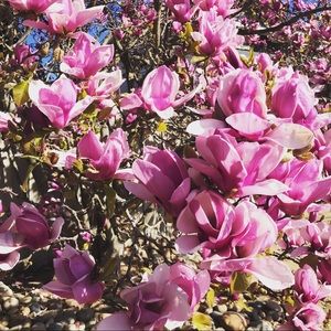 Meet your Posher, Anne